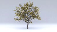 cherry autumn hight poly