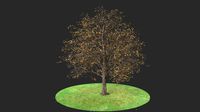 ceratonia autumn hight poly