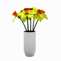 daffodil flowers 2
