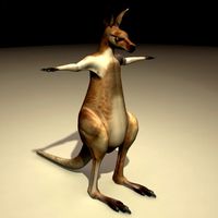 Kangaroo