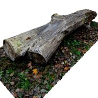 TREE TRUNK 3D SCAN