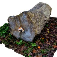TREE TRUNK 3D SCAN