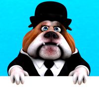 Fun Bulldog !