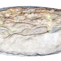Banitsa pie with dock