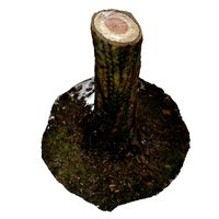 Tree Stump 10