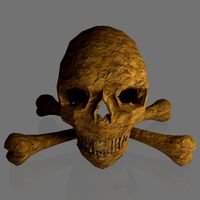 Human Skull and Bones