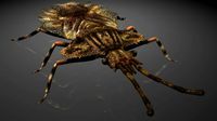 Insect-collection-10-flat-bug