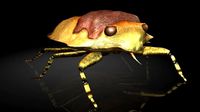 Insect Collection 21 Toad Bug