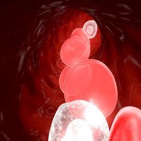 Blood Flow - Capilar flow