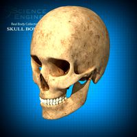 Skull