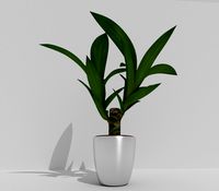 Indoor Pot Plant