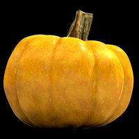 pumpkin