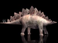 Stegosaurus