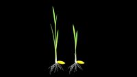 YOUNG PADDY PLANT OPTION 8
