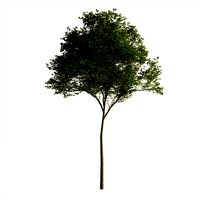 Tree exterior