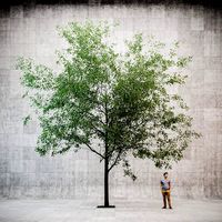 Urban Linden Tree v4