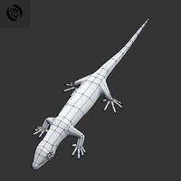 lizard