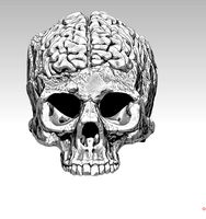 Detailed Human Skull with Brain
