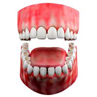 Teeth gum tongue
