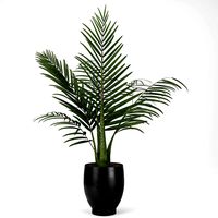 indoor and outdoor palm plant