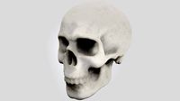 Skull