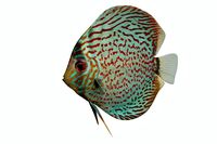 Discus Fish 4