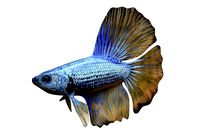 Betta Fish 4