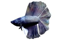 Betta Fish 3