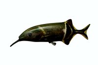 Elepant Nose Fish