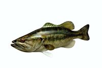 Mangrove Jack Fish