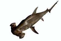 Hammerhead Shark