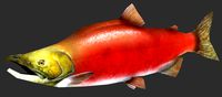 Sockeye salmon