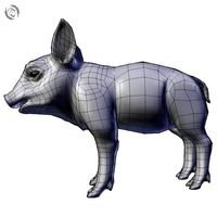 pig piglet young basemesh