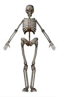 skeleton-LP_LWO