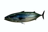 Bonite Fish