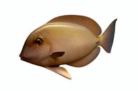 Anglefish 10