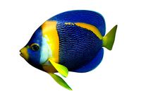 Anglefish 8