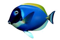 Dorry Fish