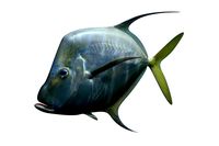 Selene Fish
