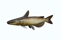 Cat Fish