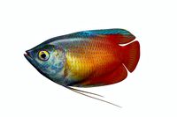 Gurame Fish