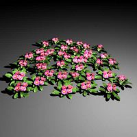 Primula