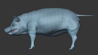 Pig