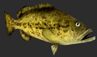Grouper