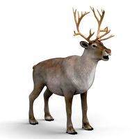 Reindeer