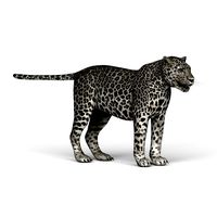 Snow Leopard