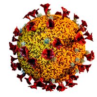 coronavirus