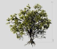 American Elm Tree 001 - Ulmus americana