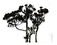 Conifer Tree 004