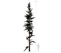 Conifer Tree 003